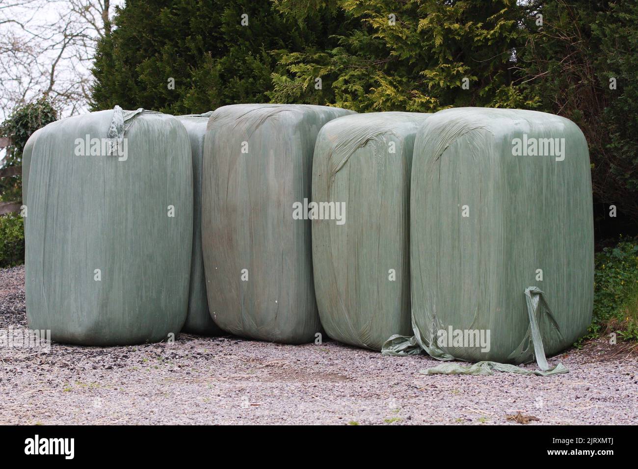 Balle di Haylage allineate pronte per essere alimentate ai cavalli. Equestre Foto Stock