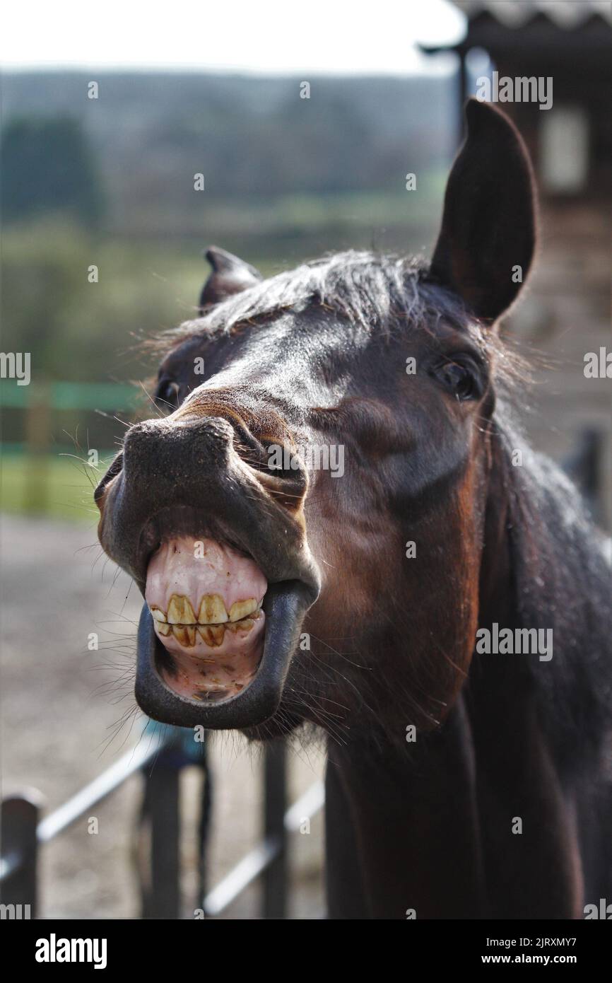Cavallo che mostra i loro denti. Cavallo sorridente! Cavallo divertente. Equestre Foto Stock