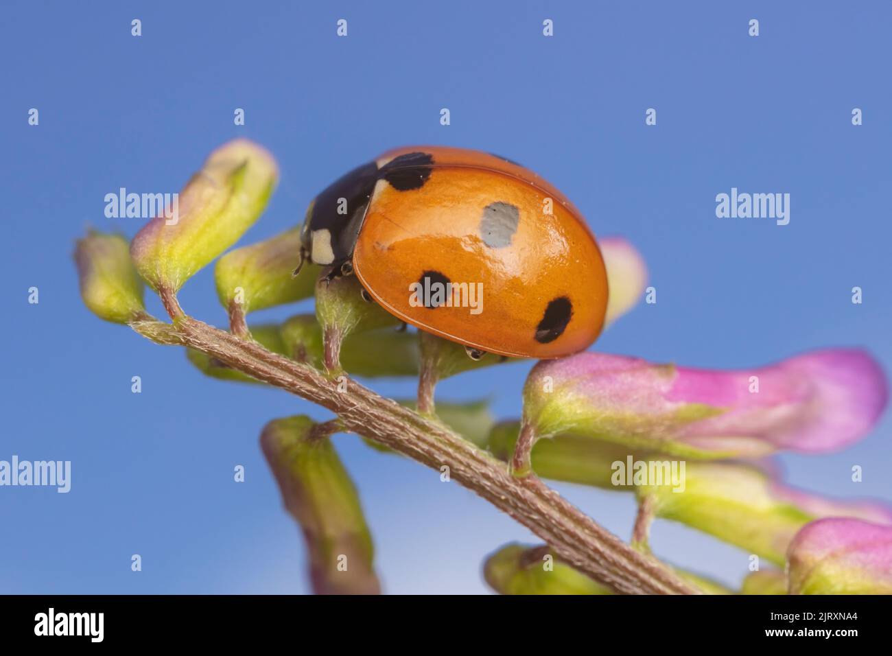 Sette-spotted Lady Beetle (Coccinella septempunctata) Foto Stock