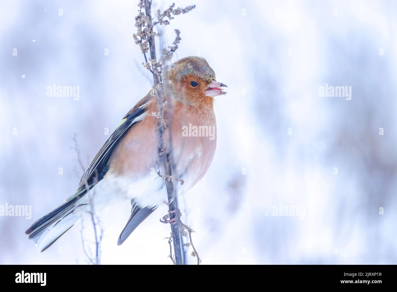 Closeup di un maschio chaffinch, Fringilla coelebs, foraging in neve, bella fredda impostazione invernale Foto Stock