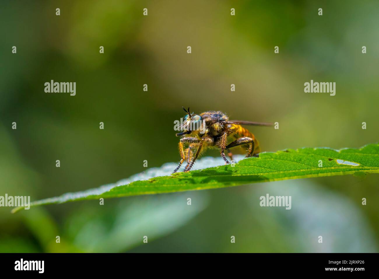 Primo piano di un eutolmus rufibarbis, mosca rober, riposante sulla vegetazione in una foresta Foto Stock