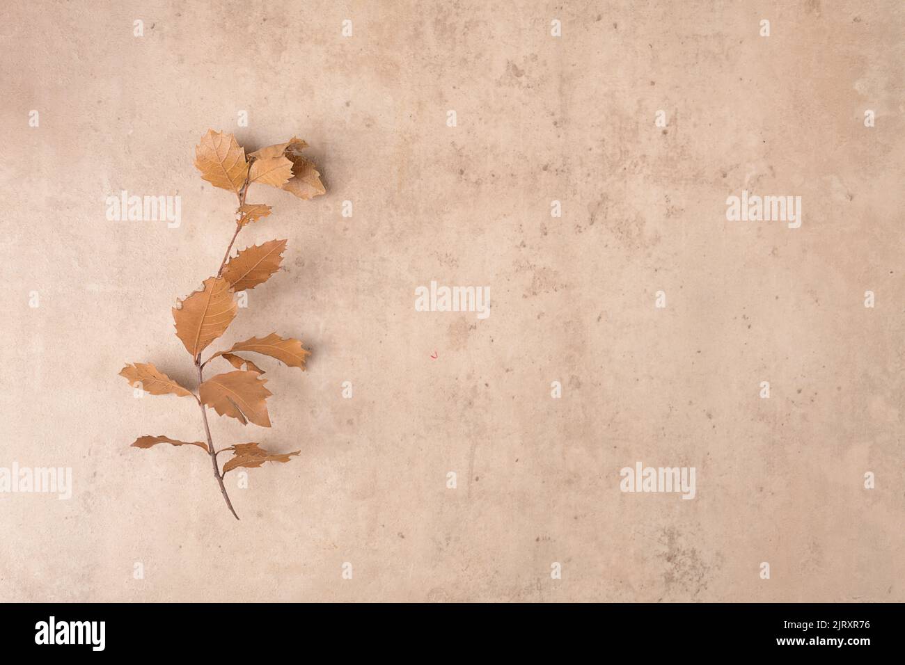 Cornice bordata da foglie asciutte cadute sul moderno sfondo in terracotta bieg. Thanksgiving sfondo autunnale, vista dall'alto, piatto Foto Stock