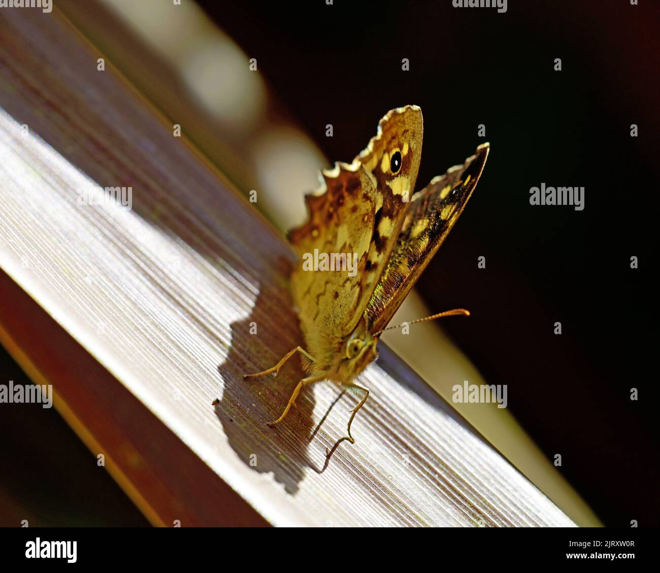 Duca di Borgogna fritillary farfalla ordine Lepidoptera Foto Stock