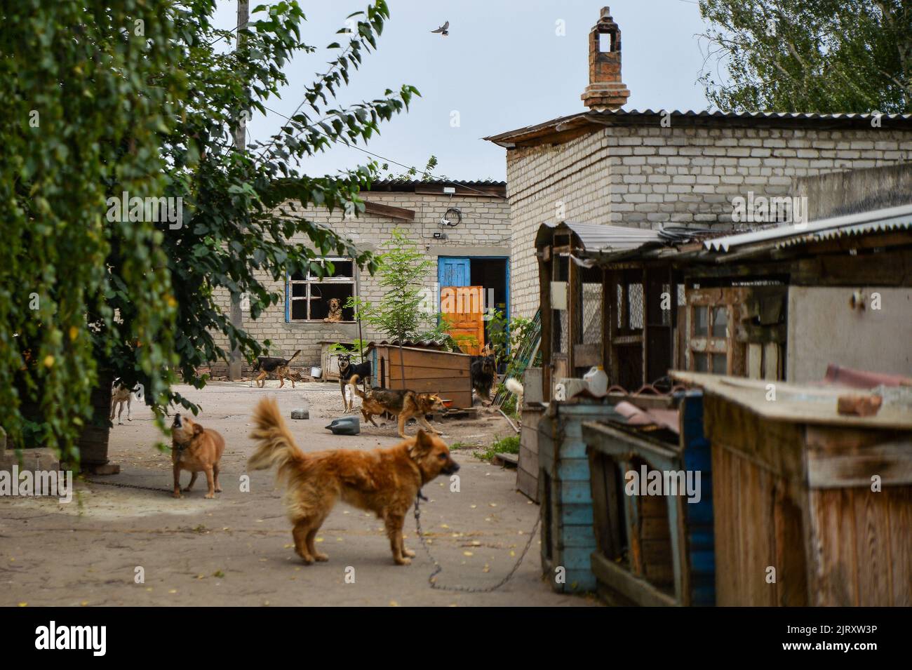 Bakhmut, Ucraina. 26th ago, 2022. I cani vagano per la comunità Bakhmut di salvataggio dei cani. Mentre la prima linea si avvicina alla città di Bakhmut, il bombardamento si è verificato intorno al rifugio del cane uccidendo 1 cane. (Foto di Madeleine Kelly/SOPA Images/Sipa USA) Credit: Sipa USA/Alamy Live News Foto Stock