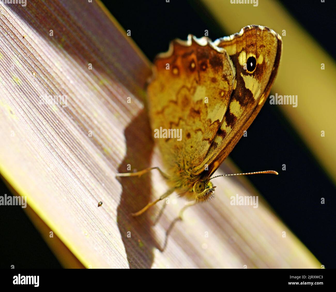 Duca di Borgogna fritillary farfalla ordine Lepidoptera Foto Stock