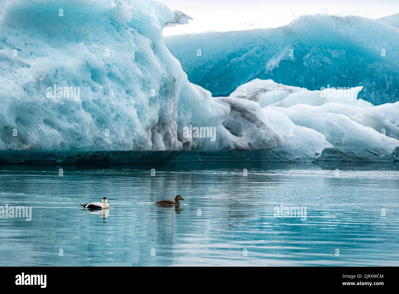Due anatre comuni (Somateria mollissima) nuotano tra i possenti iceberg che galleggiano nella laguna del ghiacciaio Jökulsárlón, Islanda Foto Stock