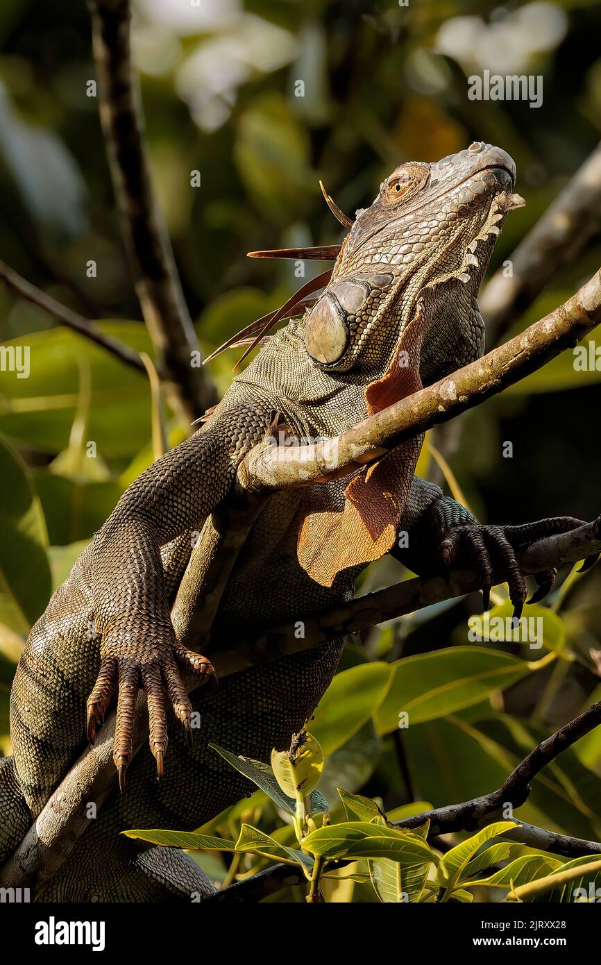 Iguana verde (Iguana iguana) che riposa su un ramo lungo il fiume Tortuguero, parco nazionale di Tortuguero, Costa Rica Foto Stock