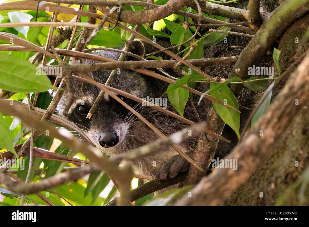 Procione comune (Procion Lotor) nascosto in rami lungo il fiume Sierpe vicino al parco nazionale di Corcovado, Costa Rica Foto Stock