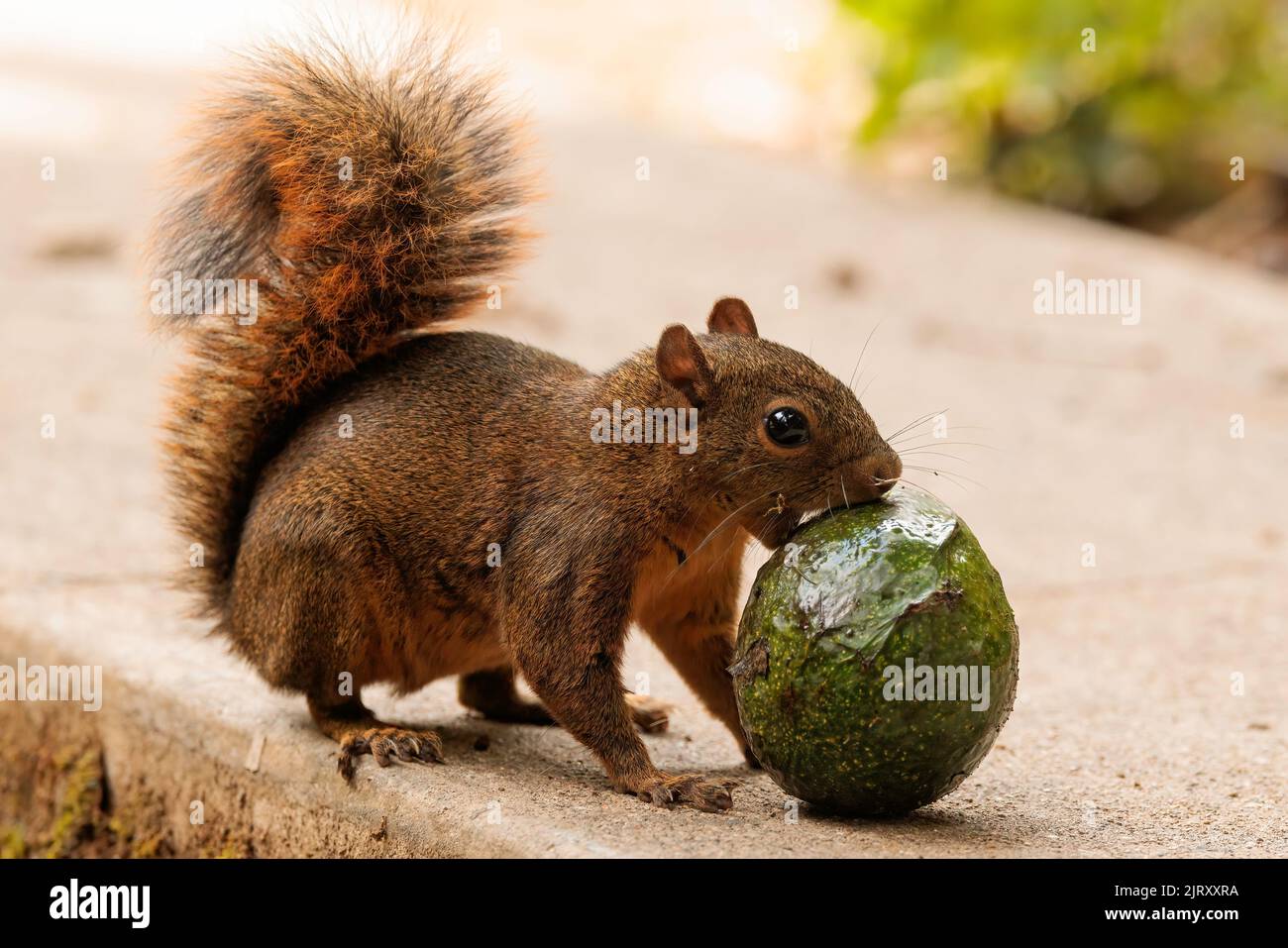 Scoiattolo grigio (Sciurus carolinensis) mangiare un avocado verde su un terreno di cemento Foto Stock