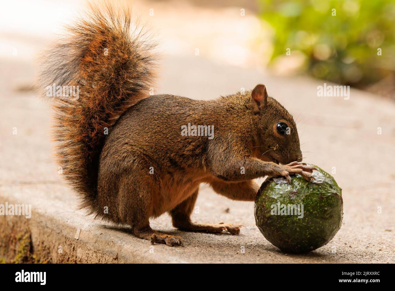 Scoiattolo grigio (Sciurus carolinensis) mangiare un avocado verde su un terreno di cemento Foto Stock