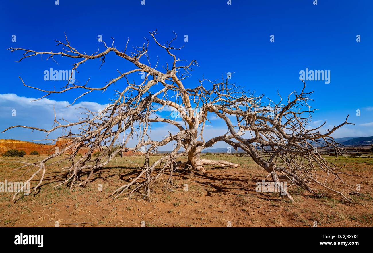 Dead Bare Tree on Ghost Ranch, New Mexico, USA Foto Stock