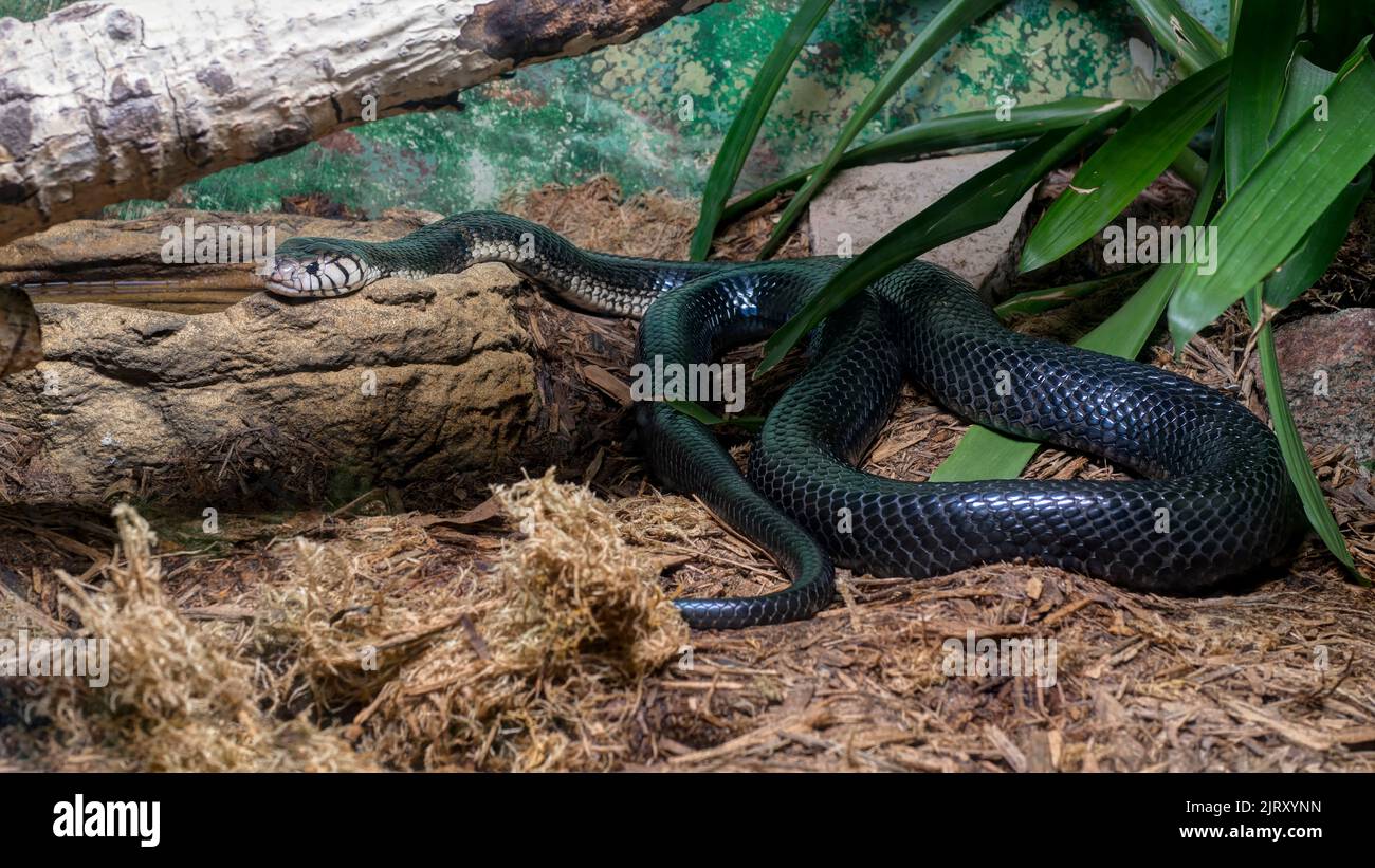 Foresta Cobra (Naja Melanoleuca), comunemente chiamato Cobra Nero. Visto nello Zoo Biopark, Albuquerque, New Mexico, USA. Foto Stock