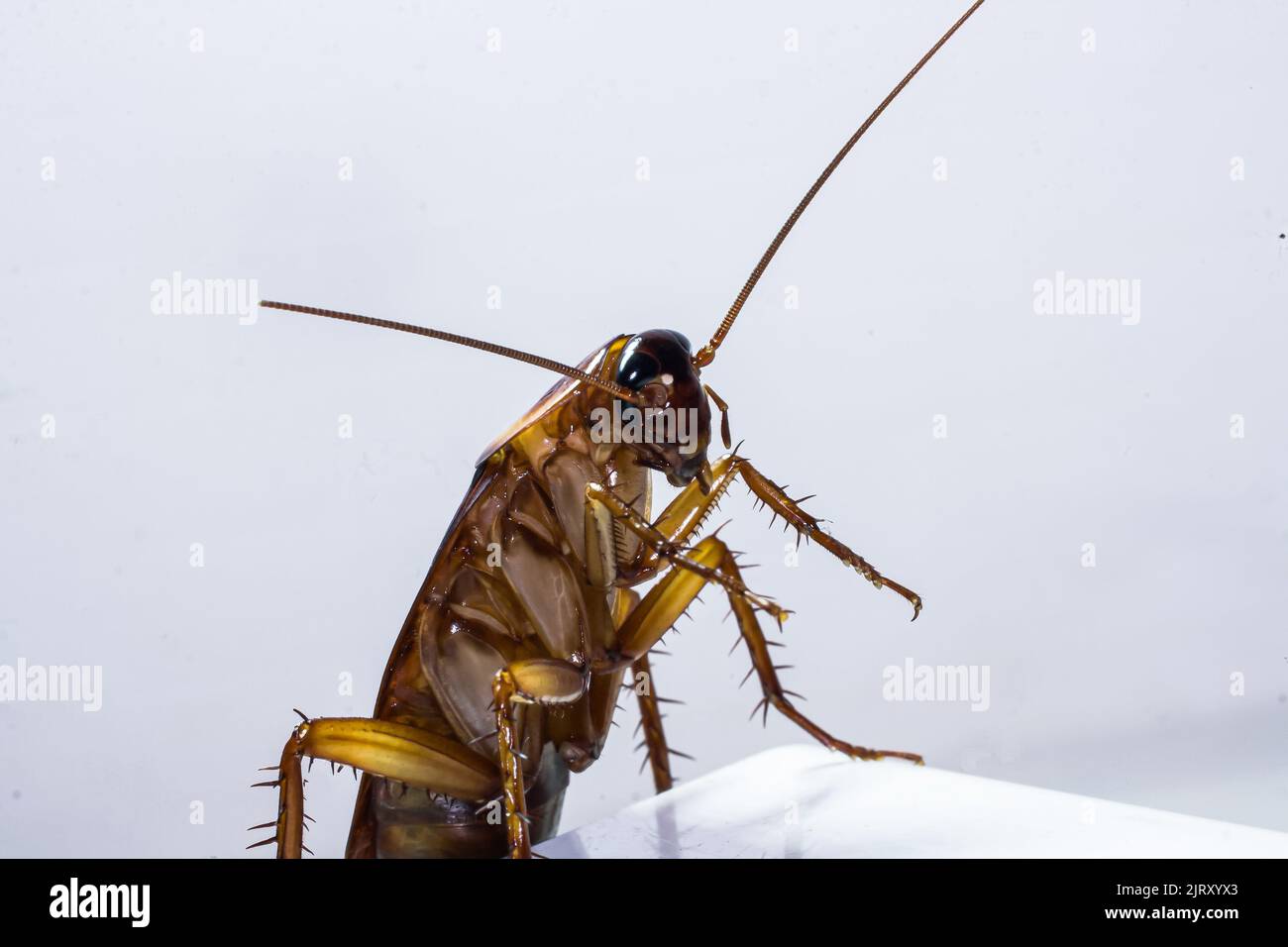 tutto sulla natura e gli animali selvatici che vivono in climi tropicali, in particolare il sud-est asiatico Foto Stock