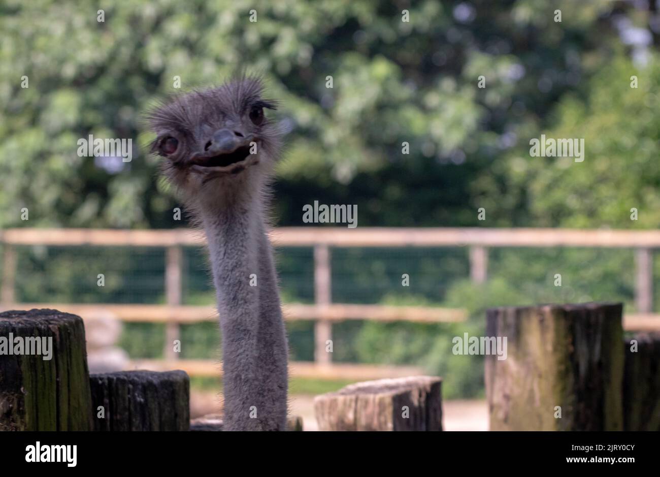 Un ritratto di uno struzzo divertente in una fattoria Foto Stock