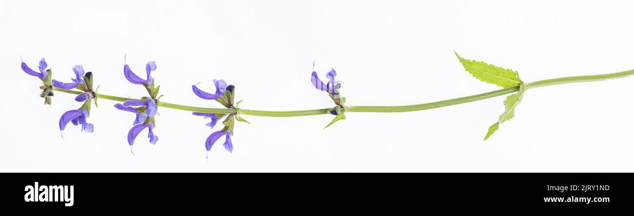 salvia pratensis gambo isolato con fiori su fondo bianco Foto Stock