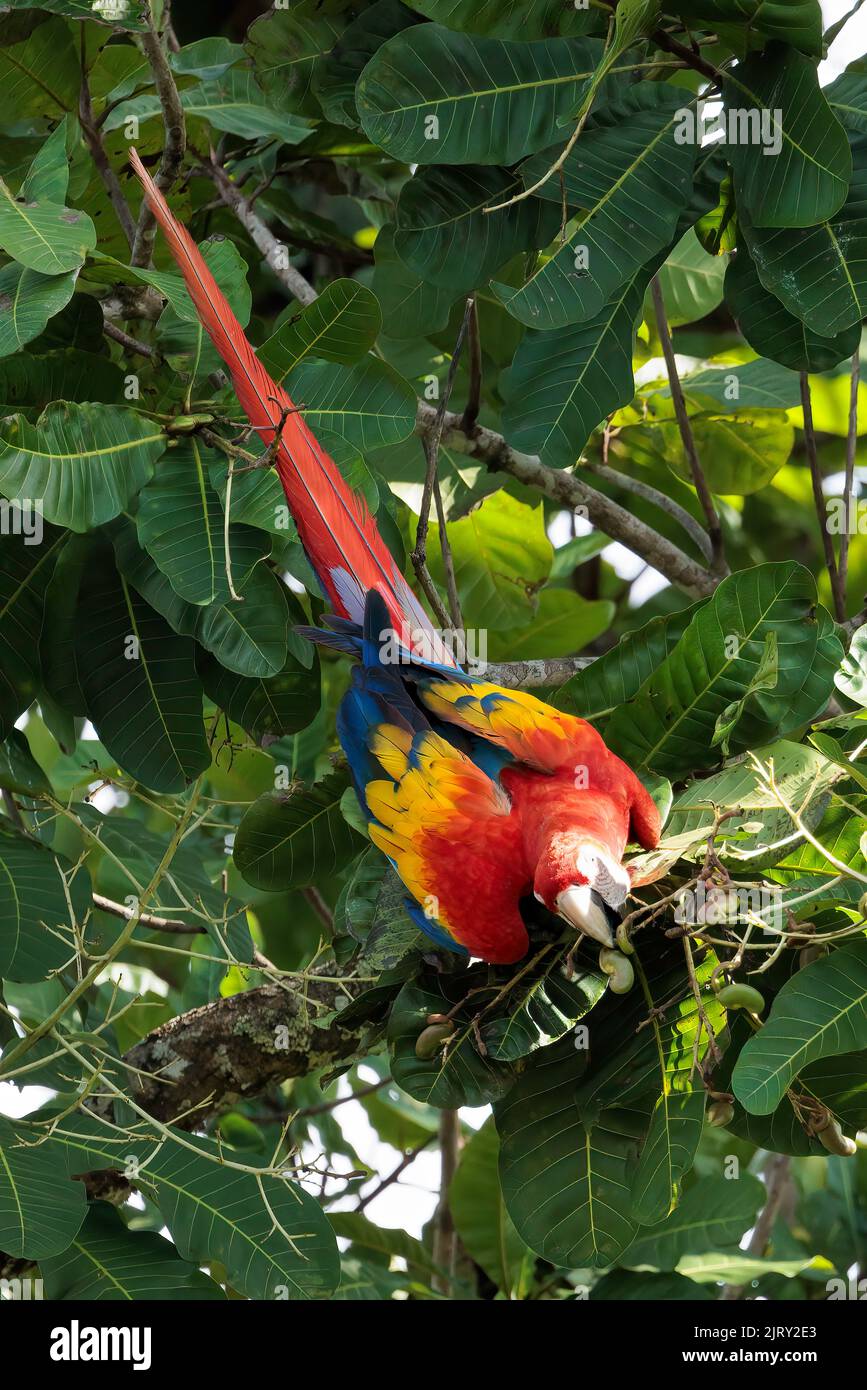 Scarlatto macaw (Ara macao) che si erosa su un ramo di Playa Blanca vicino a Puerto Jimenez, penisola di Osa, Costa Rica Foto Stock