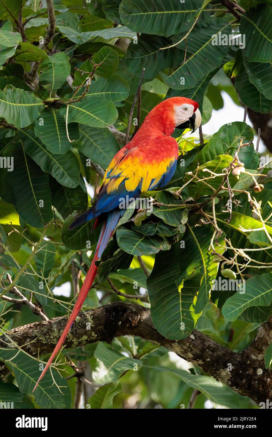 Scarlatto macaw (Ara macao) che si erosa su un ramo di Playa Blanca vicino a Puerto Jimenez, penisola di Osa, Costa Rica Foto Stock