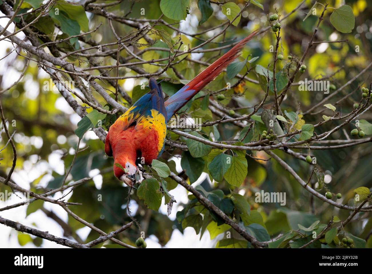 Scarlatto macaw (Ara macao) che si erosa su un ramo di Playa Blanca vicino a Puerto Jimenez, penisola di Osa, Costa Rica Foto Stock