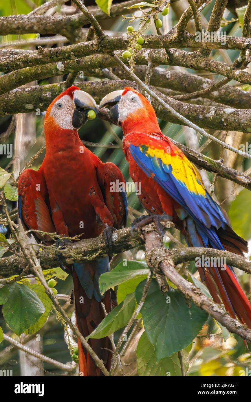 Coppia di scarlatto macaws (Ara macao) che si aggredire e mangiare su un ramo di Playa Blanca vicino a Puerto Jimenez, penisola di Osa, Costa Rica Foto Stock