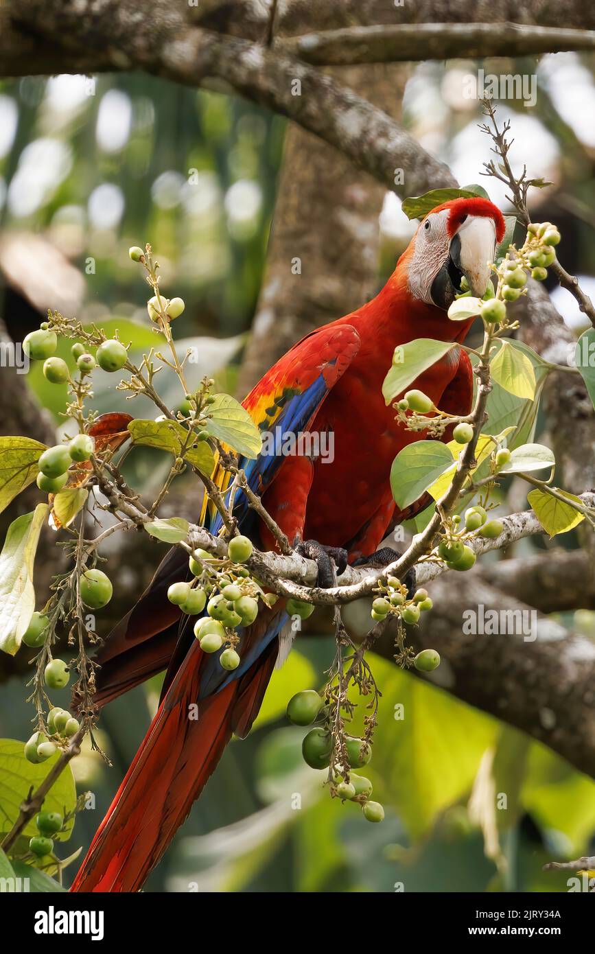 Scarlatto macaw (Ara macao) che si erosa su un ramo di Playa Blanca vicino a Puerto Jimenez, penisola di Osa, Costa Rica Foto Stock