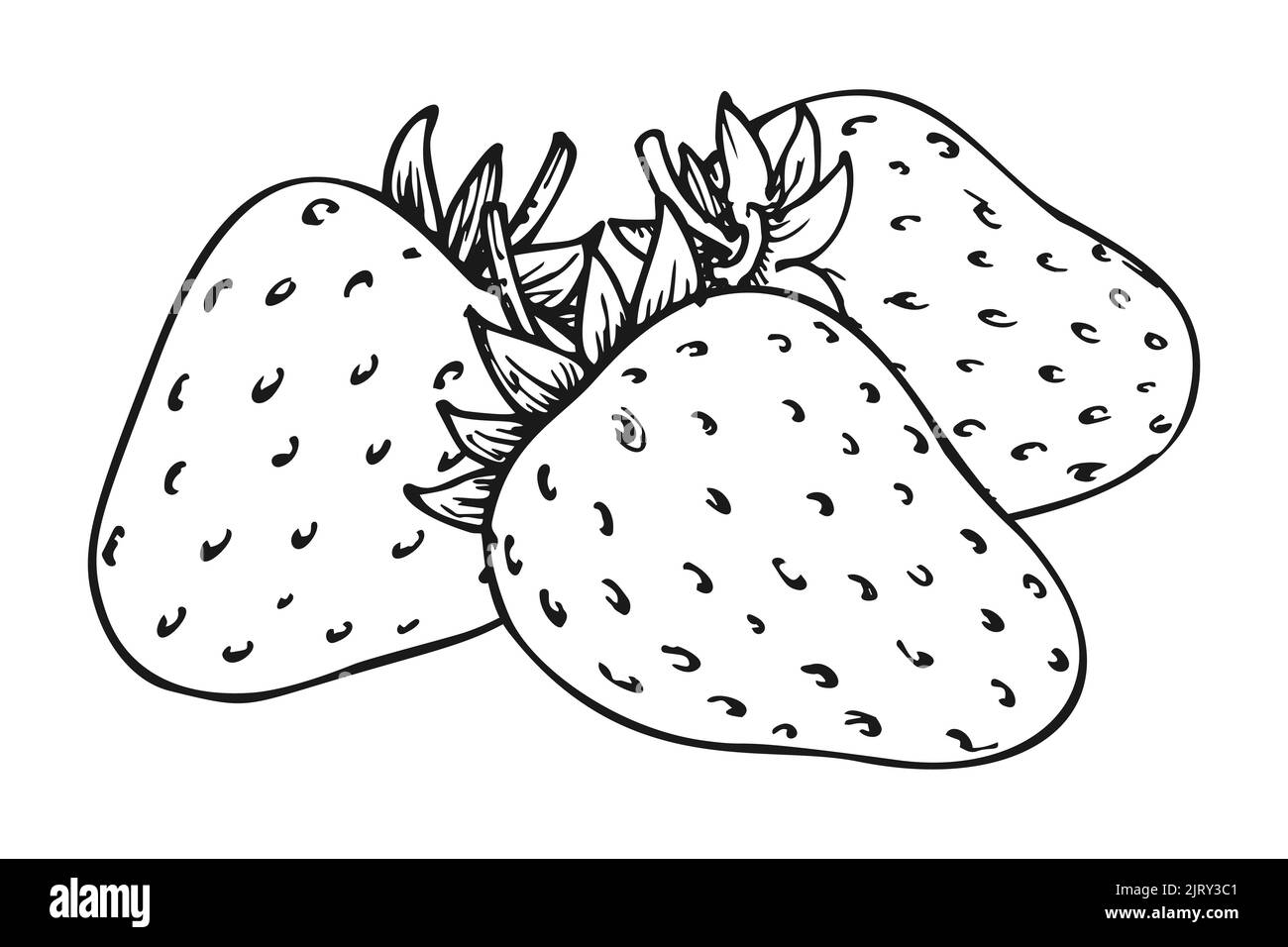 Fragola gruppo di tre bacche. Pagina del libro da colorare per bambini e adulti. Frutti di bosco interi maturi. Gustoso dolce fattoria frutta fresca biologica. Succosa fragole disegnate a mano clip art nero bianco schizzo Illustrazione Vettoriale