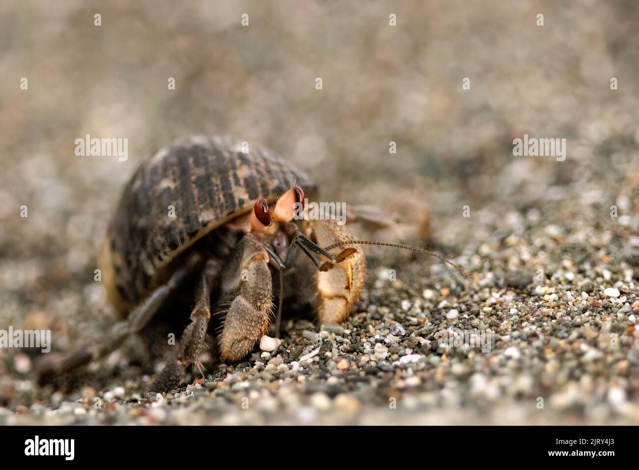 Granchio eremita ecuadoriano (Coenobita compressus) a piedi sulla spiaggia vicino a Puerto Jimenez, penisola di Osa, Costa Rica Foto Stock