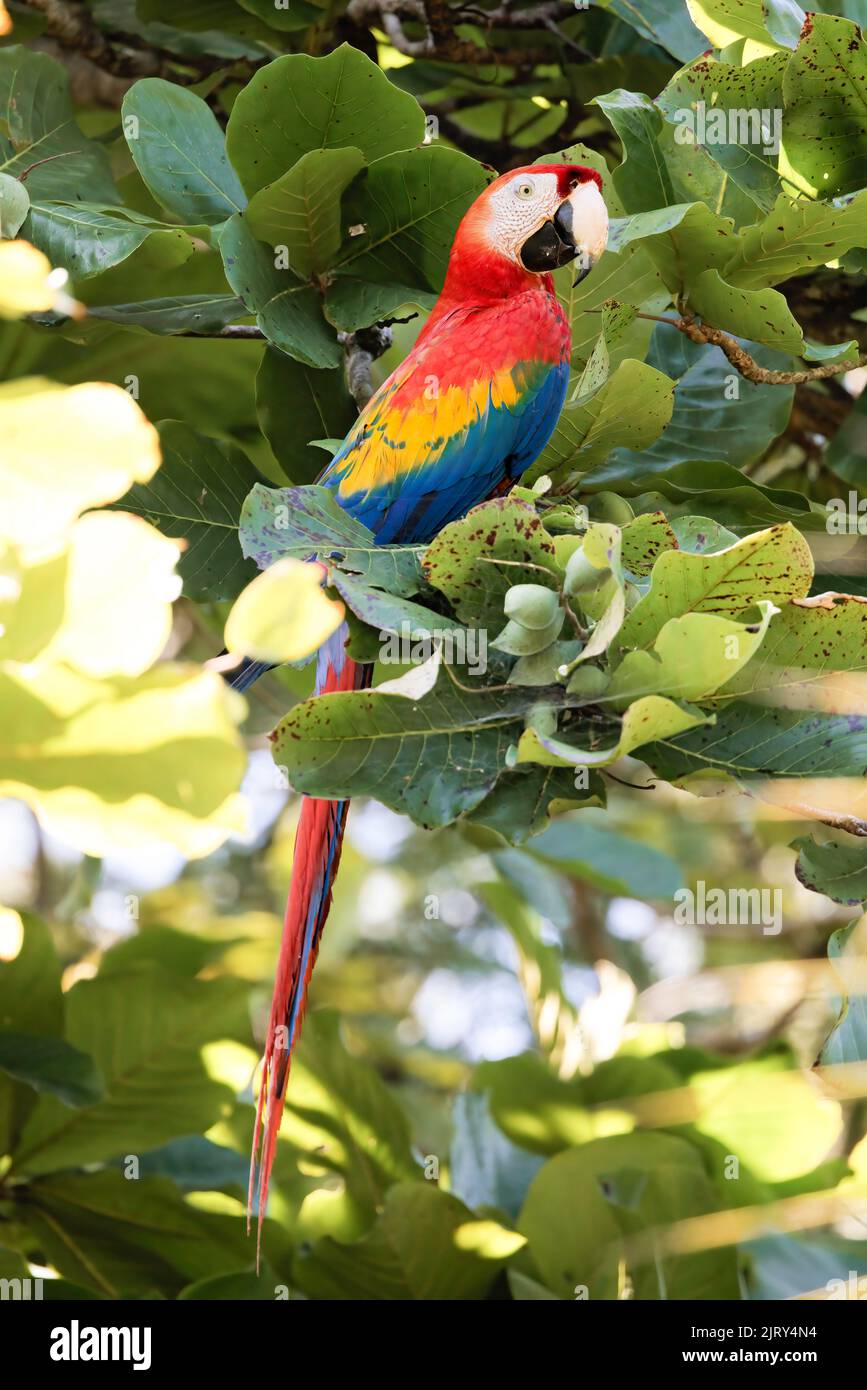 Scarlatto macaw (Ara macao) che si erosa su un ramo di Playa Blanca vicino a Puerto Jimenez, penisola di Osa, Costa Rica Foto Stock
