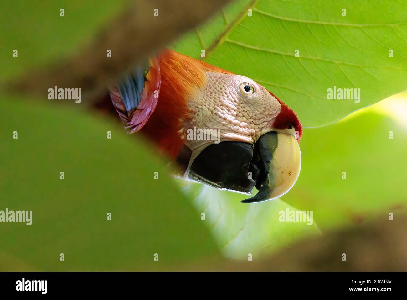 Primo piano di un macaw scarlatto (Ara macao) appollaiato su un ramo di Playa Blanca vicino a Puerto Jimenez, penisola di Osa, Costa Rica Foto Stock