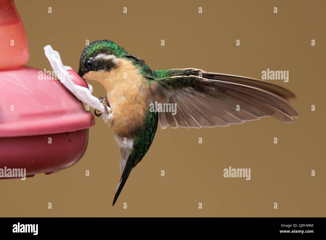 Gemma di montagna dalla coda grigia (Lampornis castaneoventris) che mangia da un alimentatore nel Lodge di Trogon, vicino a San Gerardo de Dota, Costa Rica Foto Stock