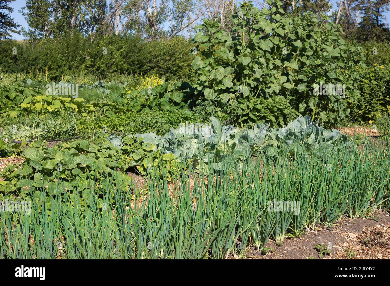 Permaculture fattoria con un orto sostenibile sulle praterie canadesi in Alberta, Canada. Cipolle piante in primo piano. Foto Stock