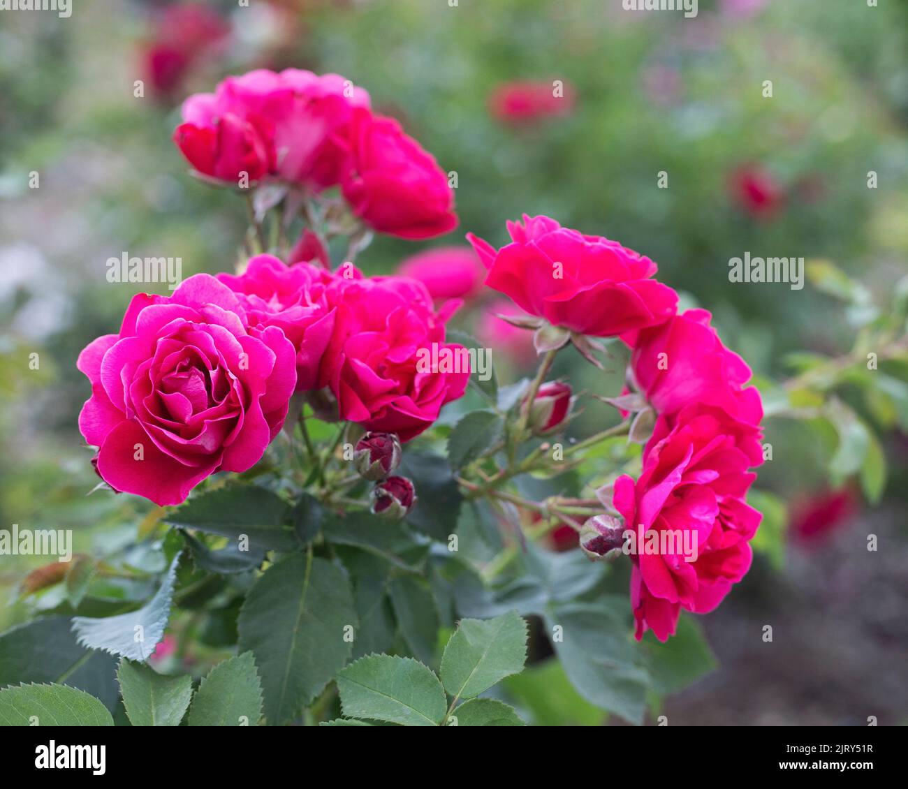 Fiori di rosa rossa sul cespuglio nei Giardini Botanici di Silver Springs, Calgary, Alberta, Canada. Rosa specie, George Vancouver cultivar Foto Stock