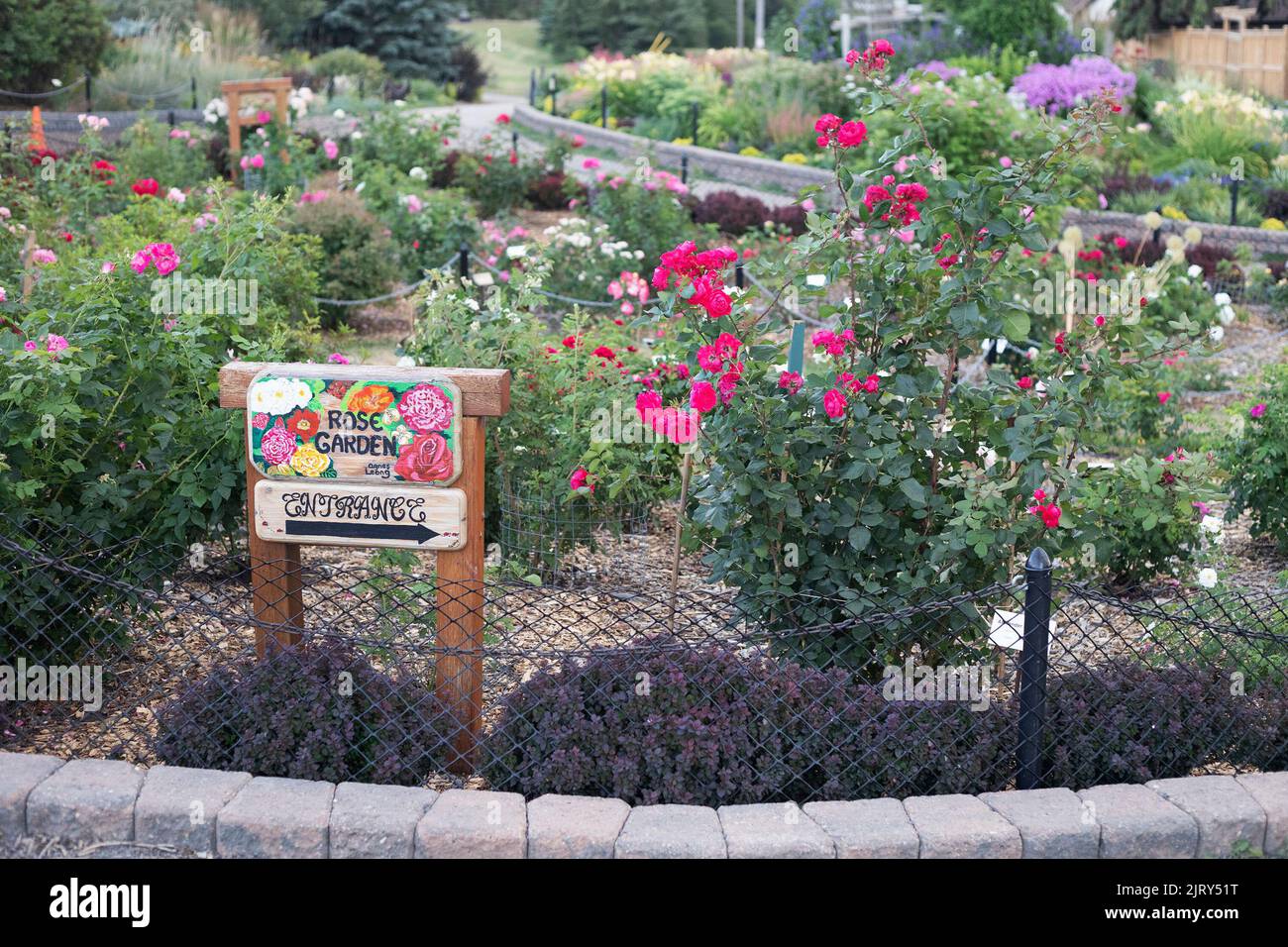 Giardino di rose nei Giardini Botanici di Silver Springs, una comunità a Calgary, Alberta, Canada Foto Stock