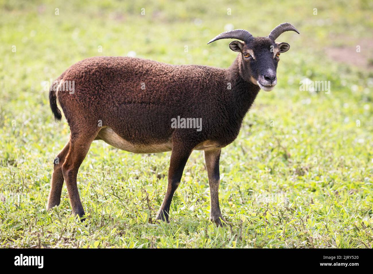 Pecora Soay pecora pecora, una razza rara simile agli antenati di pecore domestiche, in pascolo erba in una fattoria patrimonio in Canada. Ovis ariete Foto Stock