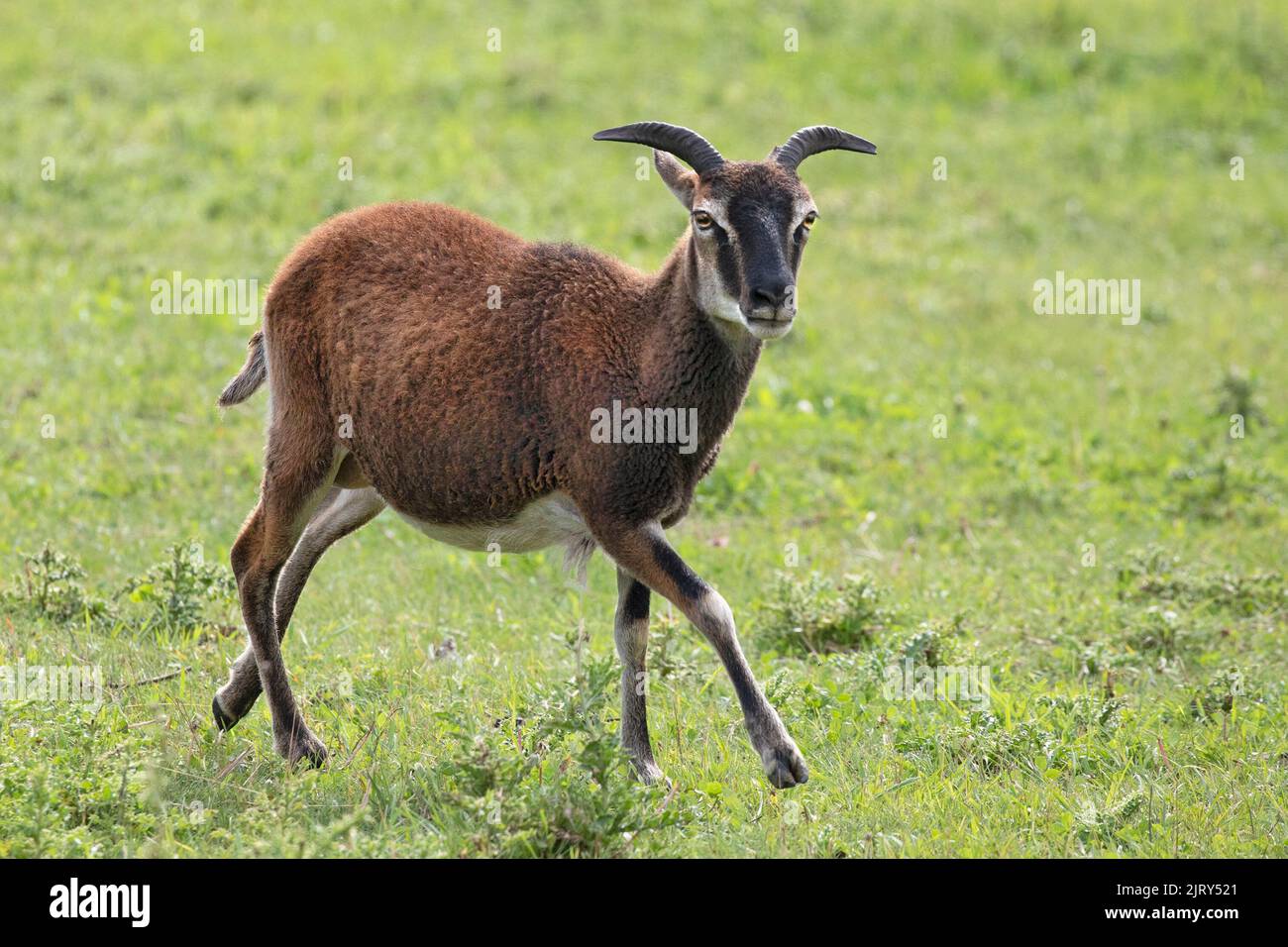 Pecora di Soay, una razza rara di bestiame simile agli antenati di pecore domestiche, che corrono in pascolo erba in una fattoria patrimonio in Canada. Ovis ariete Foto Stock