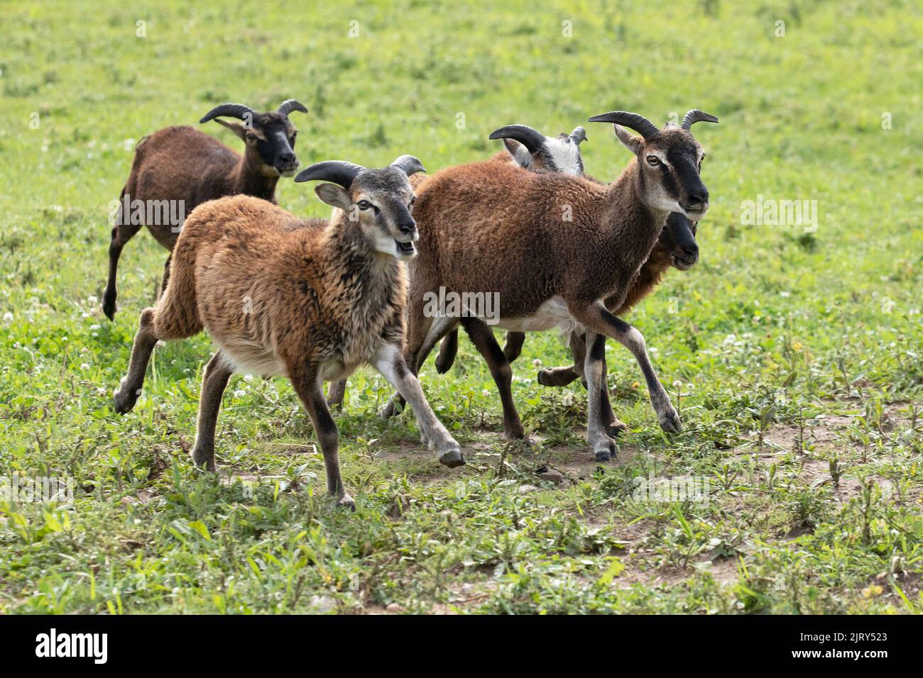 Una mandria di pecore Soay, una razza rara di pecore simile agli antenati di pecore domestiche, che attraversa un pascolo in una fattoria patrimonio in Canada. Ovis ariete Foto Stock