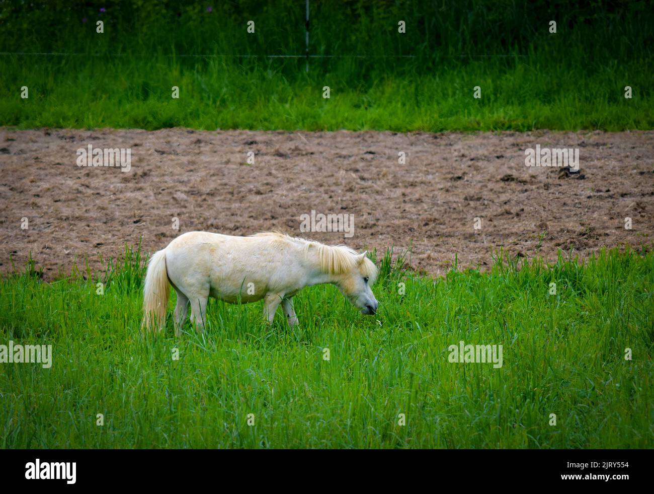 Una vista di un cavallo bianco in miniatura, pascolo in un campo di erba altica Foto Stock