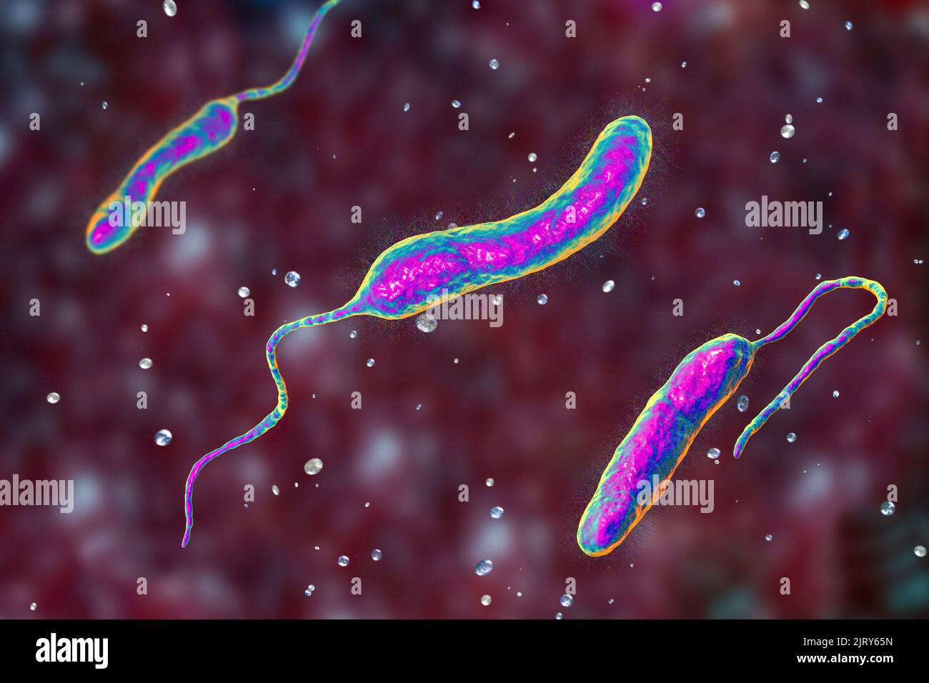 I batteri del colera, illustrazione Foto Stock