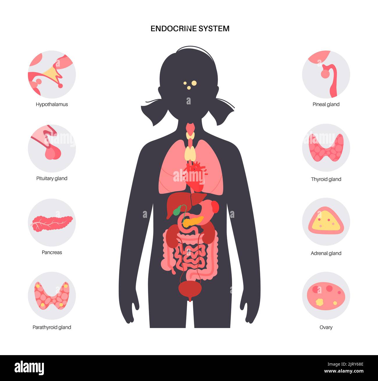 Sistema endocrino umano, illustrazione Foto Stock