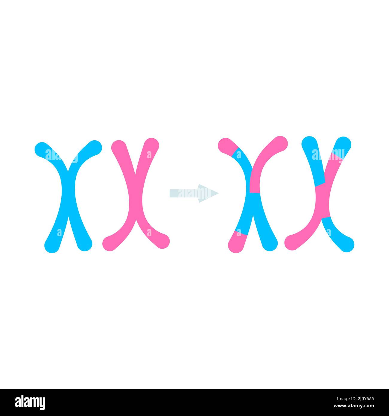 Mitosi, illustrazione Foto Stock