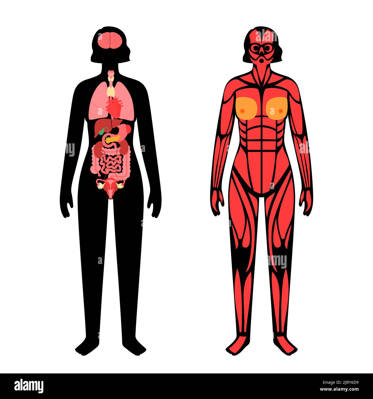 Organi e muscoli, illustrazione Foto Stock