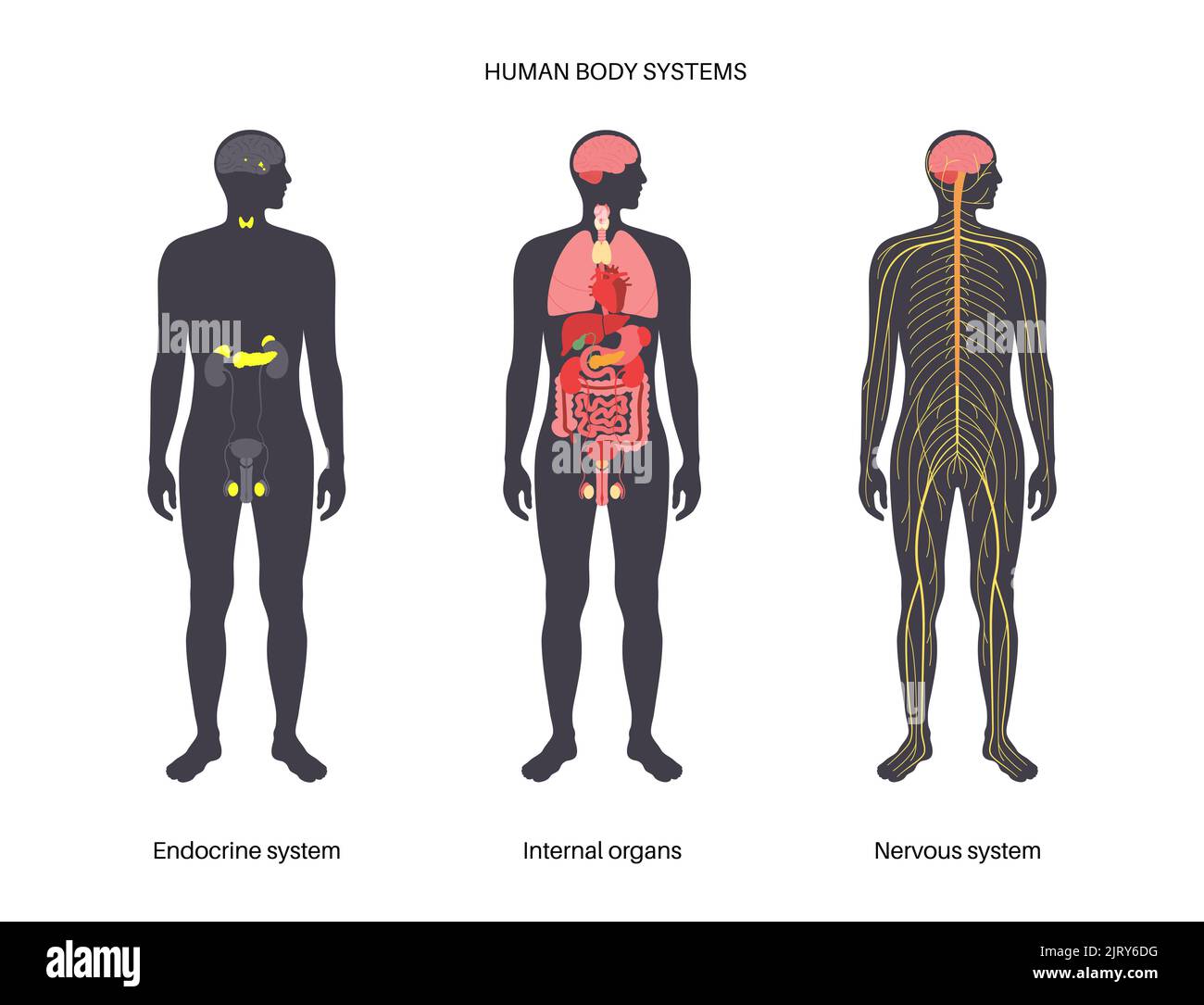 Sistema umano, illustrazione Foto Stock