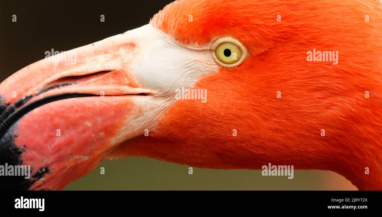 L'occhio di un grande Flamingo Foto Stock