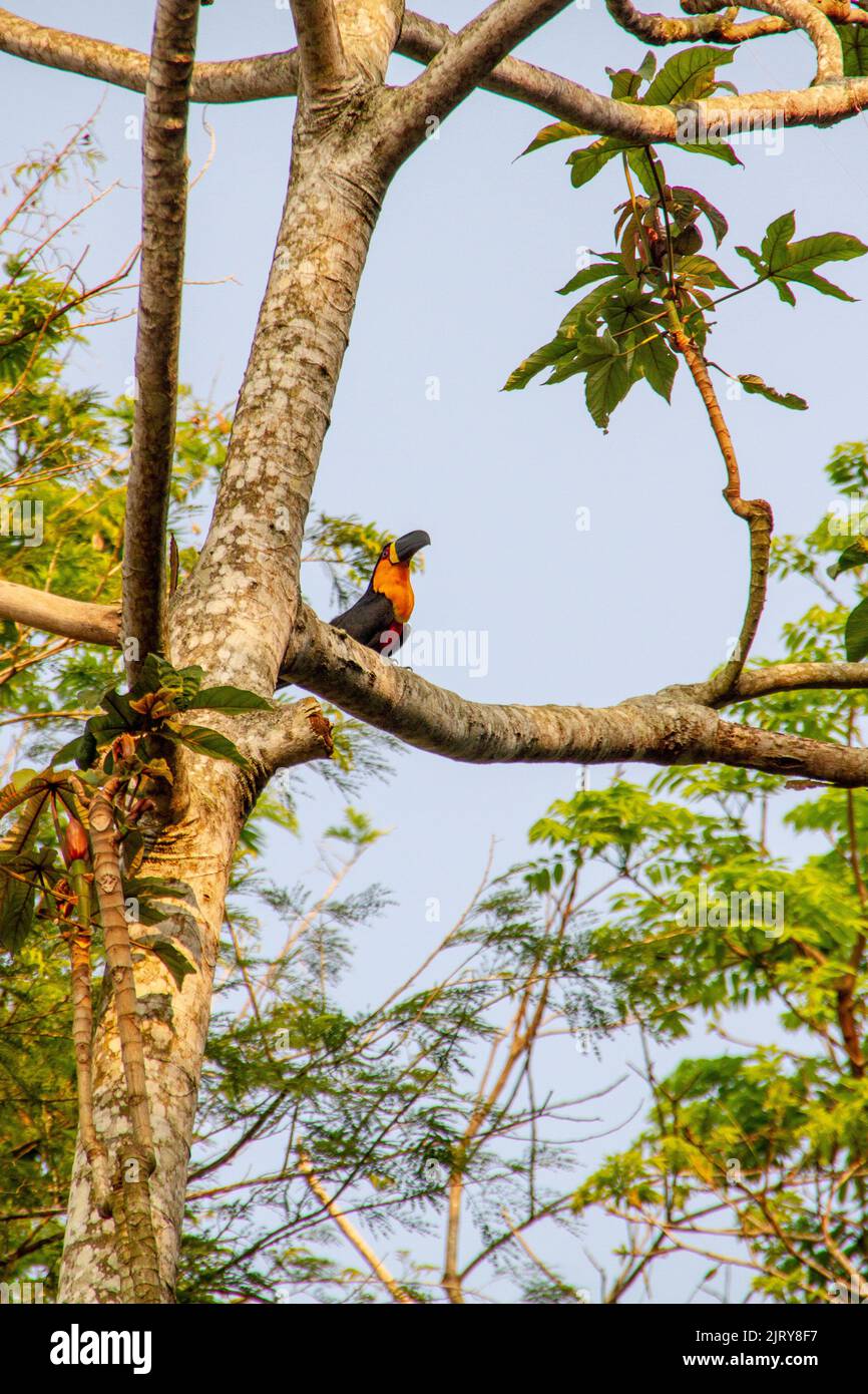 toucan in cima ad un albero a Rio de Janeiro. Foto Stock