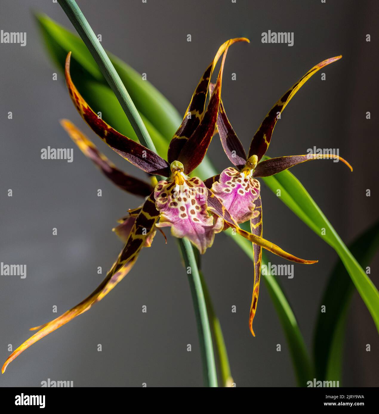 Tolkein (Milcassia Shelob) Foto Stock