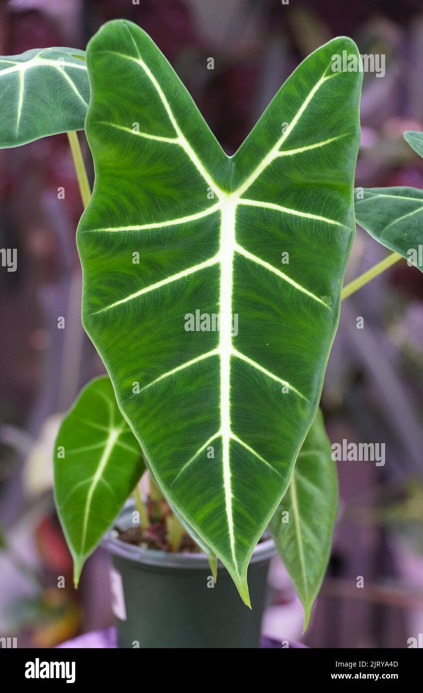 Bella verde scuro e vellutata foglie di Alocasia Frydek, una rara pianta tropicale Foto Stock