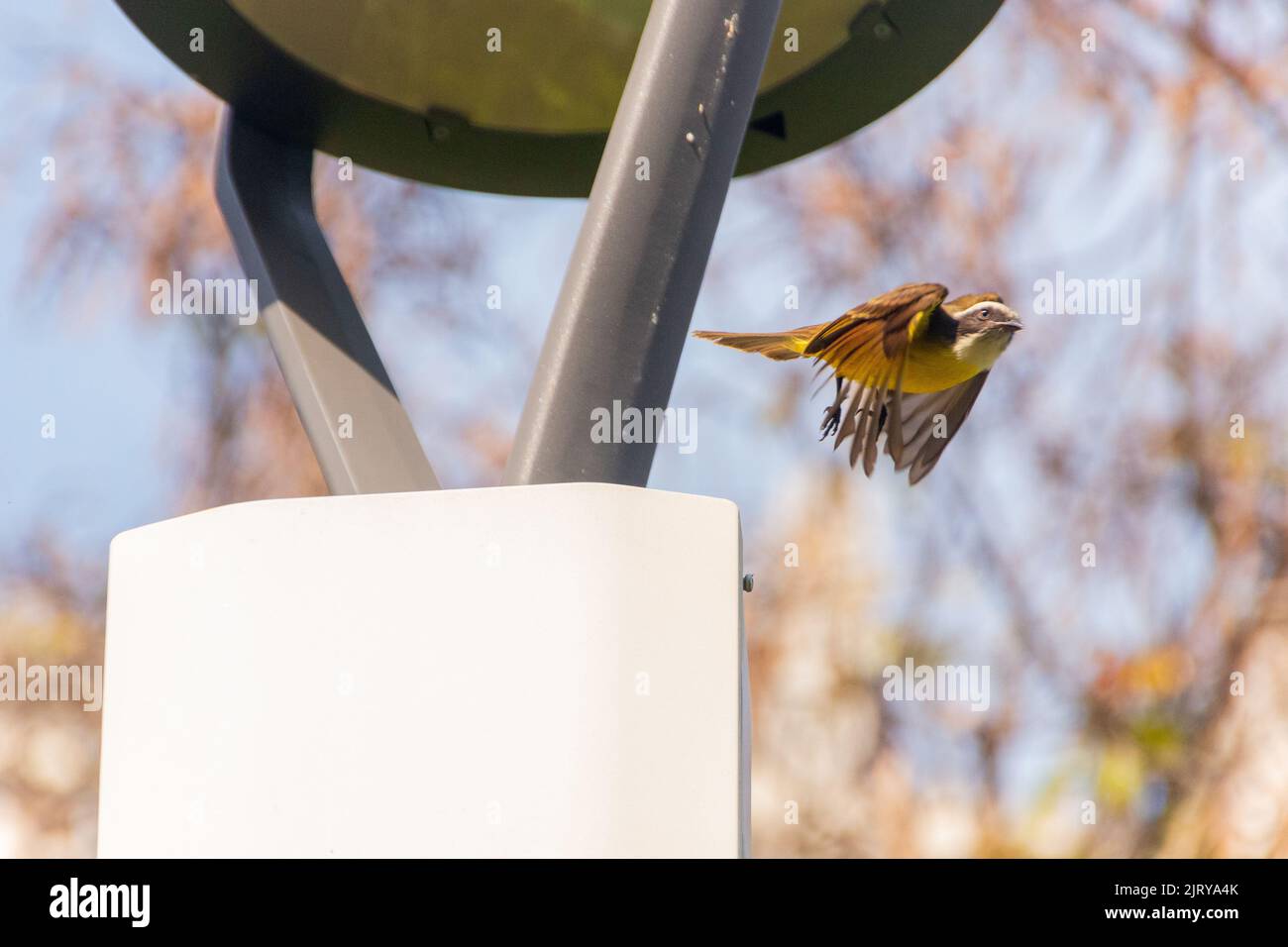 Uccelli noti come ho visto che si vola da un palo a Rio de Janeiro. Foto Stock