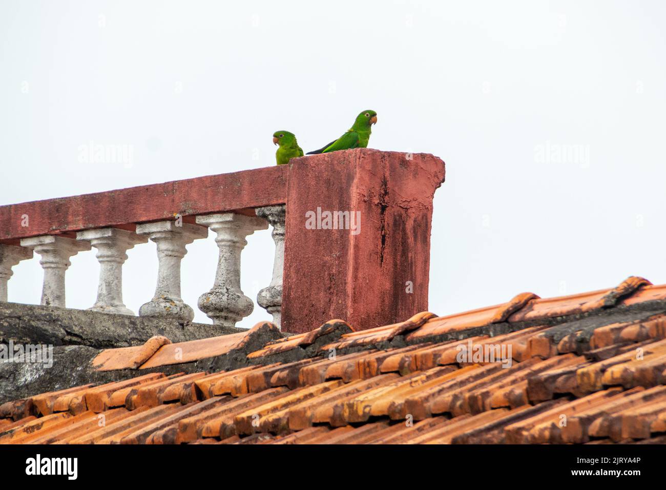 Coppia parakeet sul tetto di una casa a Rio de Janeiro. Foto Stock