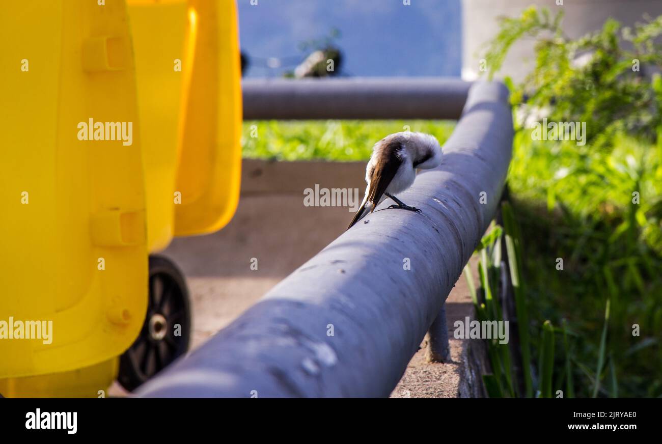 Uccello conosciuto come laverwoman mascherato in piedi su una fermata di ferro Rio de Janeiro. Foto Stock