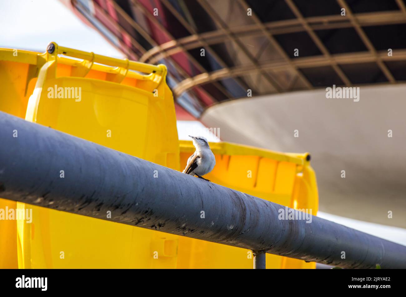 Uccello conosciuto come laverwoman mascherato in piedi su una fermata di ferro Rio de Janeiro. Foto Stock