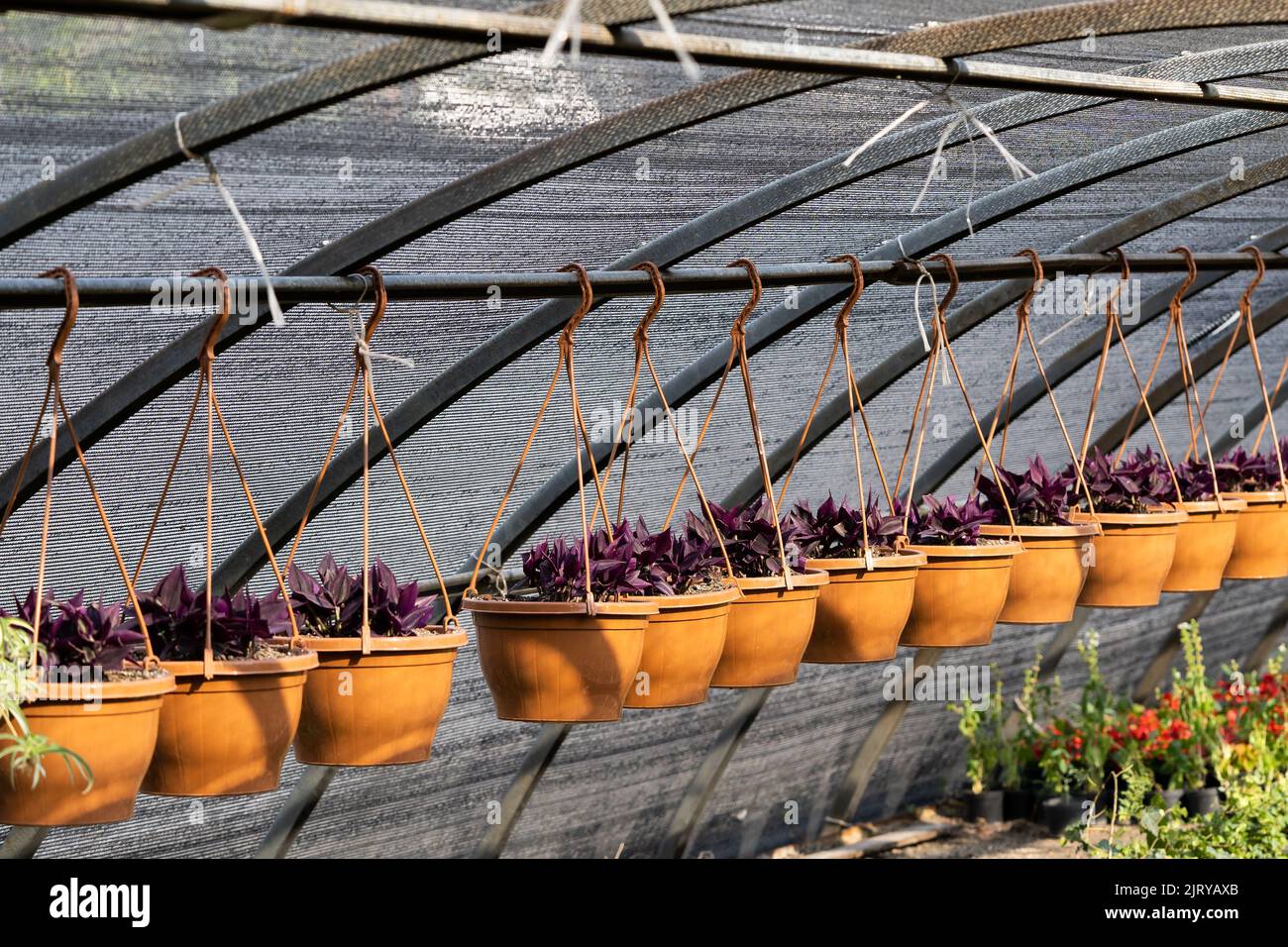 Le piante esotiche crescono in vasi marroni appesi sui fili nel giardino della stanza dei bambini con il tetto protettivo della pellicola Foto Stock